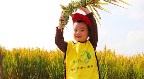 【白馬湖清心研學(xué)】風(fēng)吹稻浪，秋收正好~白馬湖秋收大作戰(zhàn)研學(xué)活動精彩回顧